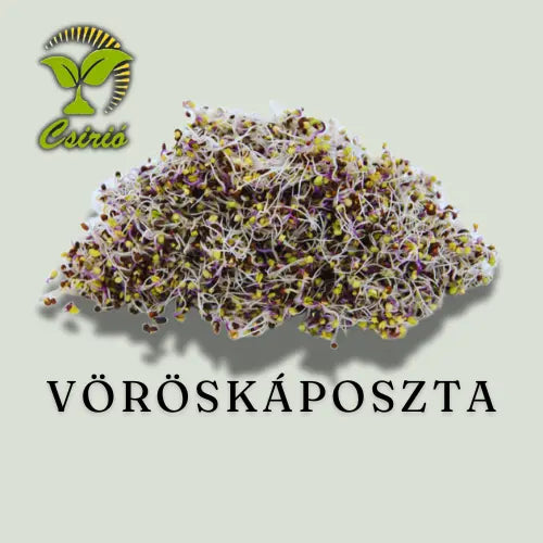 BIO Vöröskáposzta Csíra Mag - 50g