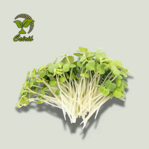 Brokkoli Microgreen Samen 30g