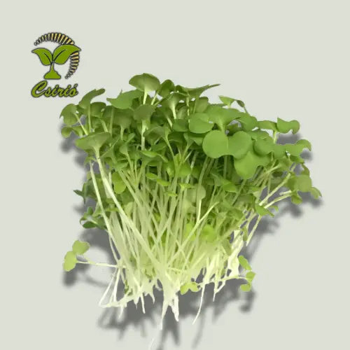 Rettich Microgreen Samen 30g