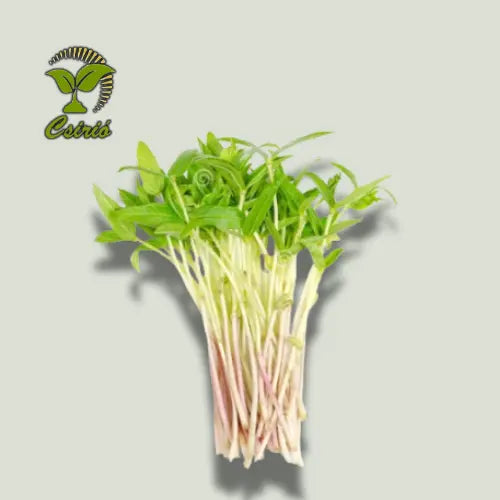 Mungobohnen-Microgreen-Samen 30 g