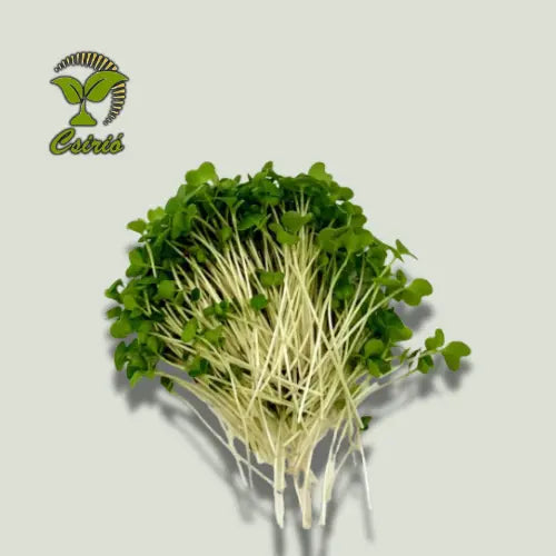 Rucola Microgreen Samen 30g