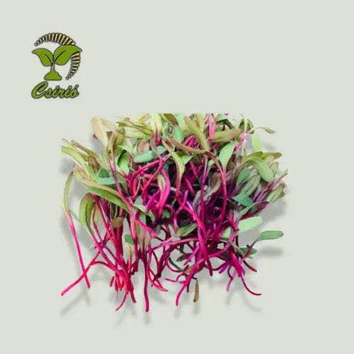 Rote-Bete-Microgreen-Samen 30g 