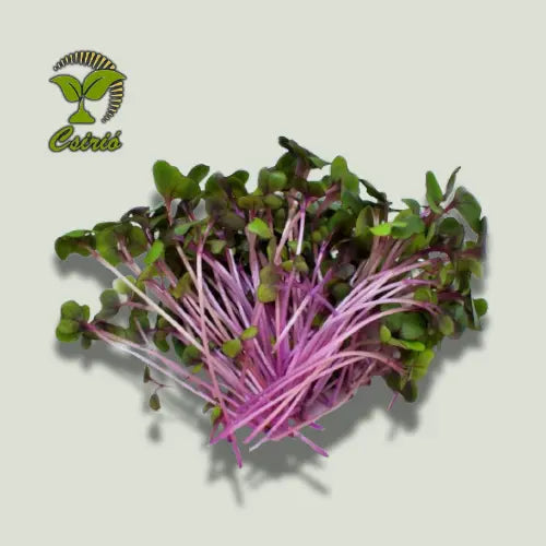 Rotkohl Microgreen Samen 30g